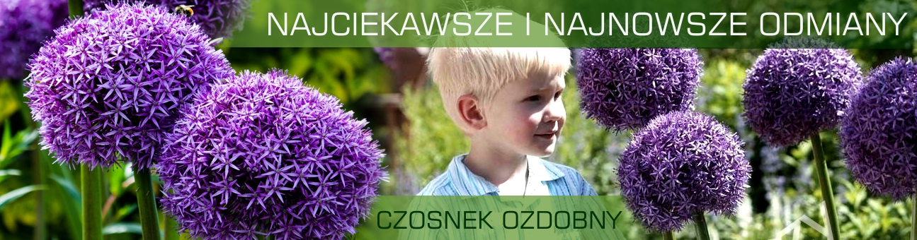 http://www.ogrodonline.com.pl/czosnek-ozdobny,101.html