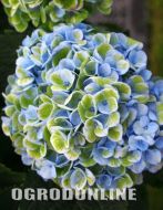 Hortensja ogrodowa 'Magical Revolution Blue'® - h.mag.rev.blue1.jpg