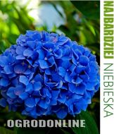 Hortensja ogrodowa 'Nikko Blue' - h.nikko.blue1.jpg