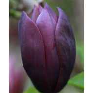Magnolia Black Beauty - magnoliablack1.jpg