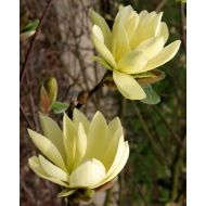 Magnolia 'Gold Star' - magnoliagoldstar1.jpg