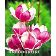 Magnolia 'Satisfaction' - KARŁOWA PIĘKNOŚĆ - magnoliasatisfaction1.jpg