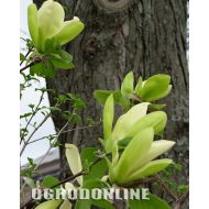 Magnolia 'Solar Flair' - magsolar1.jpg