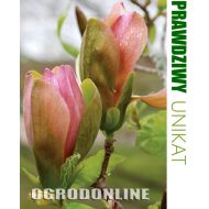 Magnolia × brooklynensis 'Woodsman' - magwoodsman1.jpg