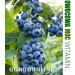 Borówka wysoka 'Earliblue', Rozmiar: Pojemnik P9, Wysokość: 20 - 30 cm, Wiek sadzonki: 2 lata