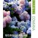 Hortensja ogrodowa 'Bodensee', Rozmiar: Pojemnik P9, Wiek sadzonki: 2 lata