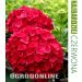 Hortensja ogrodowa 'Hot Red', Rozmiar: Pojemnik P9, Wiek sadzonki: 2 lata