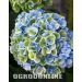Hortensja ogrodowa 'Magical Revolution Blue'®, Rozmiar: Pojemnik P9, Wiek sadzonki: 2 lata