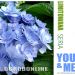 Hortensja ogrodowa You and Me 'Forever', Rozmiar: Pojemnik P9, Wiek sadzonki: 2 lata