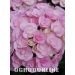 Hortensja ogrodowa You&Me Love®, Rozmiar: Pojemnik P9, Wiek sadzonki: 2 lata