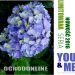 Hortensja ogrodowa You&Me Passion, Rozmiar: Pojemnik P9, Wiek sadzonki: 2 lata