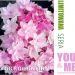 Hortensja ogrodowa You&Me 'Romance', Rozmiar: Pojemnik P9, Wiek sadzonki: 2 lata