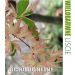 Klon palmowy 'Butterfly', Rozmiar: Pojemnik P9, Wiek sadzonki: 2 lata