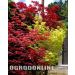 Klon palmowy 'Fireglow', Rozmiar: Pojemnik P11, Wysokość: 30 - 40 cm, Wiek sadzonki: 3 lata
