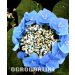 Hortensja ogrodowa 'Teller Blue', Rozmiar: Pojemnik P9, Wysokość: 20 - 30 cm