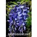 Wisteria macrostachya 'Blue Moon', Kolor: Niebieski, Rozmiar: Pojemnik P11, Wysokość: 20 - 30 cm