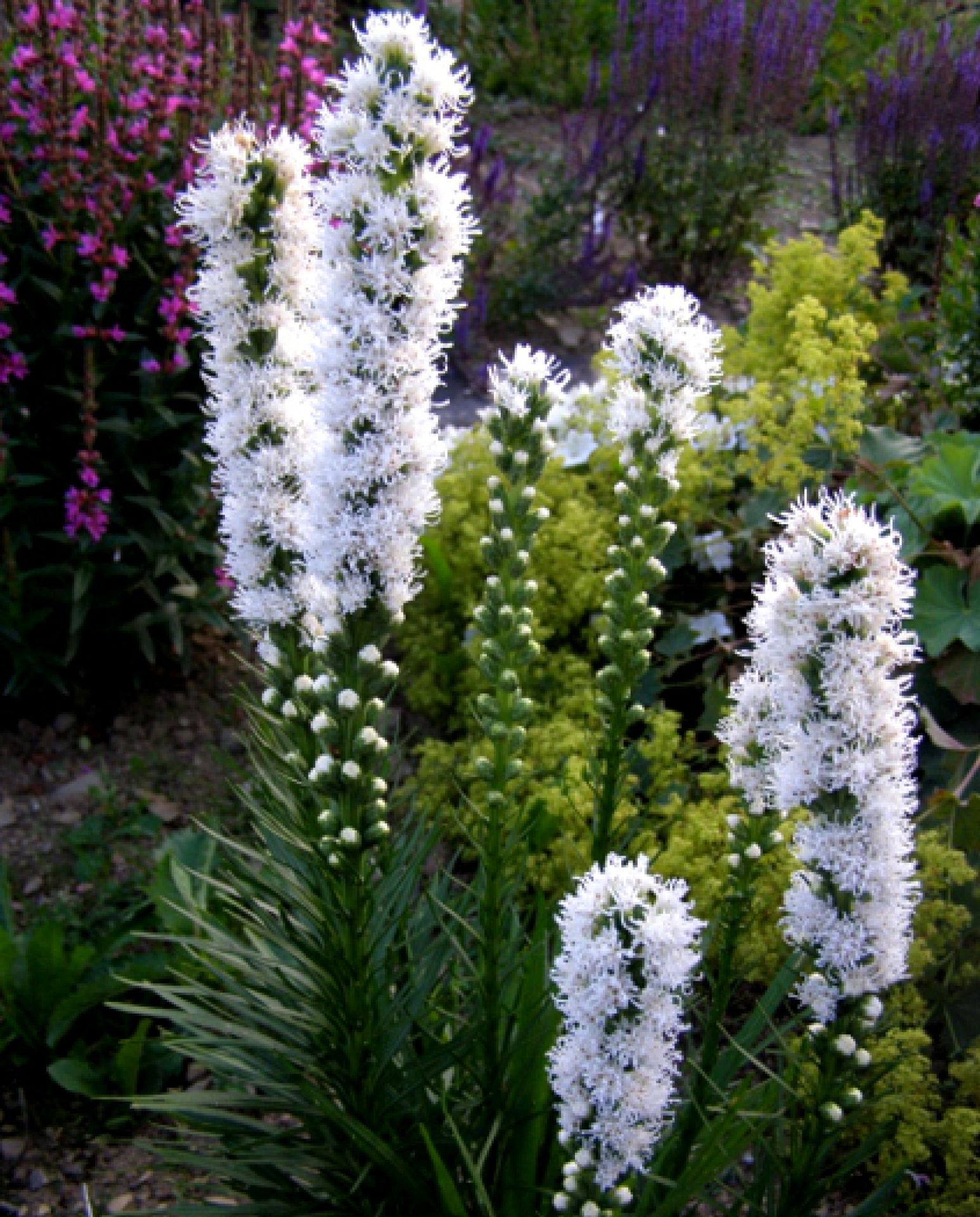 Liatris / Лиатрис spicata ‘Floristan Weiss’